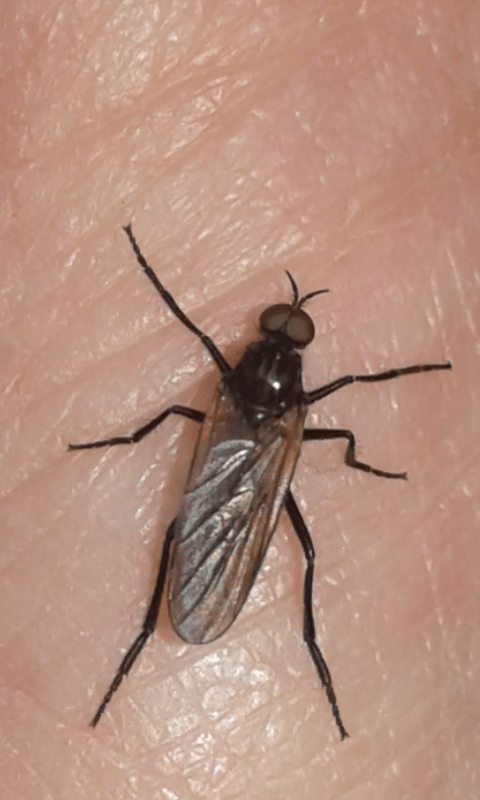 Empididae sp.